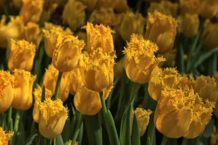 Ruffled petals