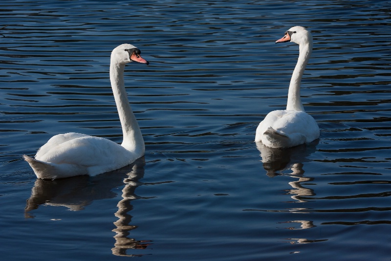 The Swan Couple