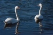 The Swan Couple