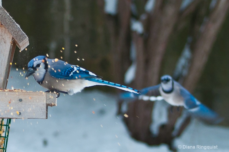 Sweeping blue jay