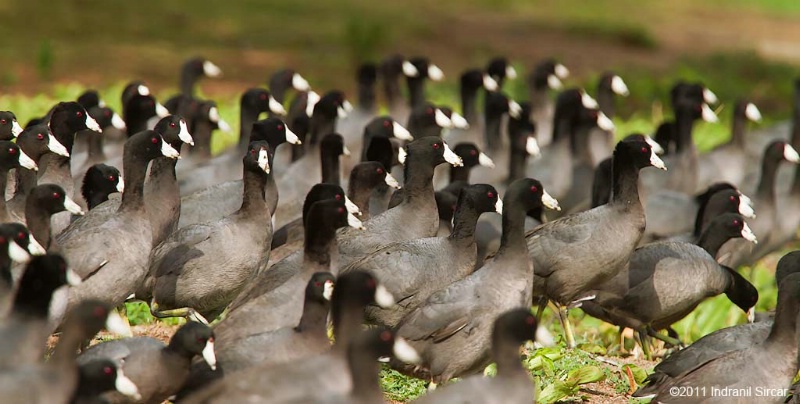 March of the Coots!