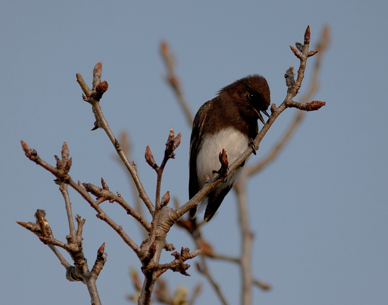 Black Phoebe On A Pear Tree