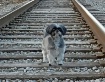 Out for a WALK......