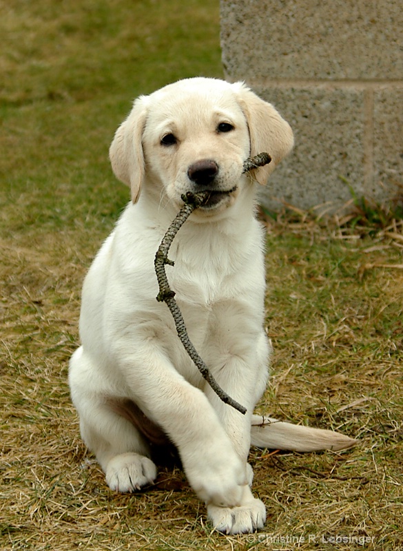 Teething Ring