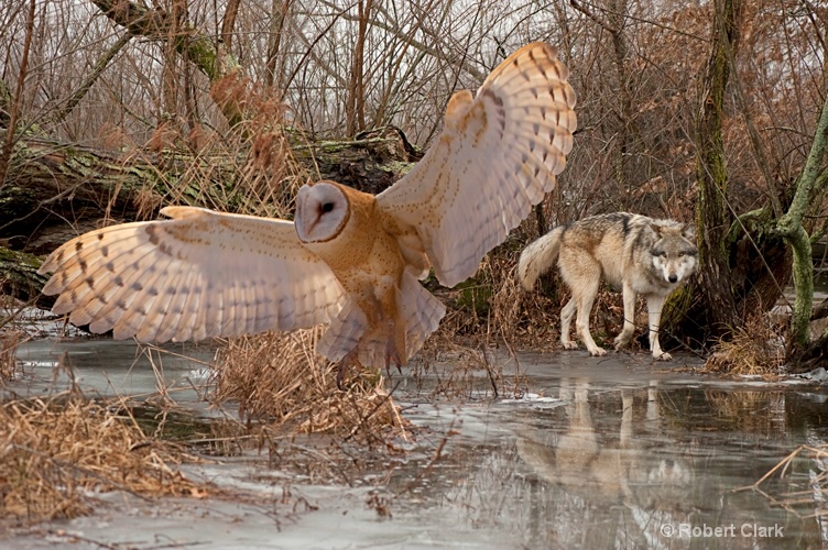 barn owl & wolf 