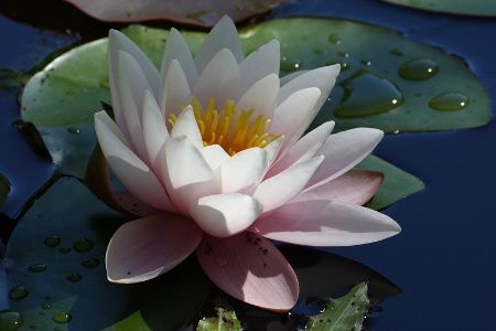 Light painted pink water-lily