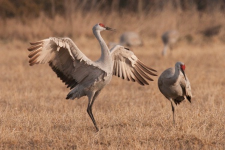 Sandhill Cranes posing