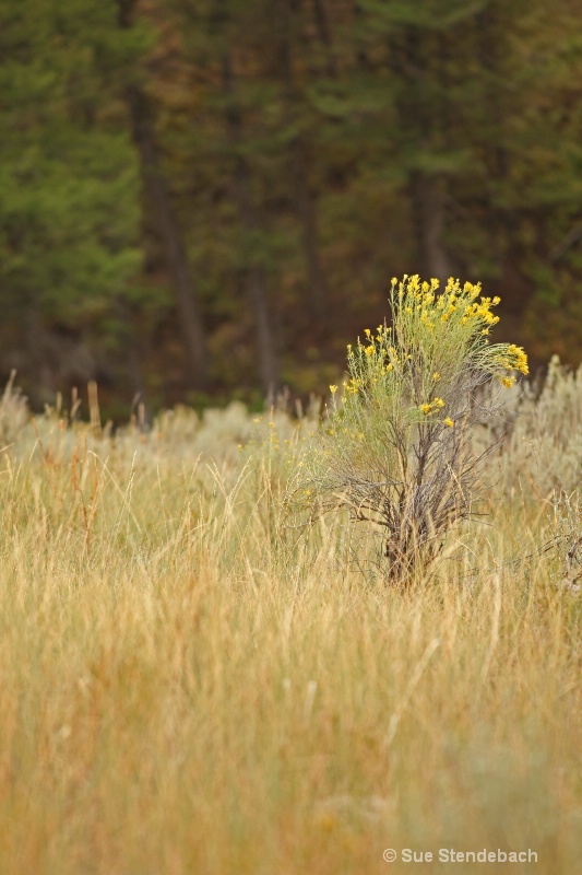 Yellows on Green, Yellowstone, WY - ID: 11562416 © Sue P. Stendebach