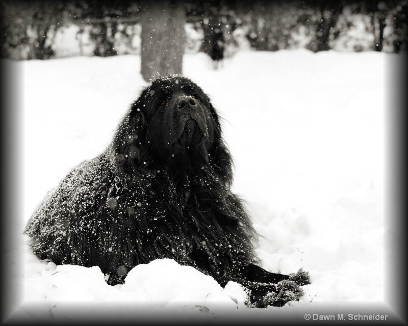 Sniffin Snow