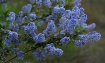 California Lilac