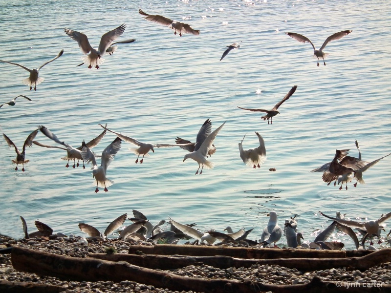 Here Come The Gulls