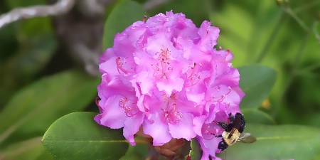 last summer's rhododendron