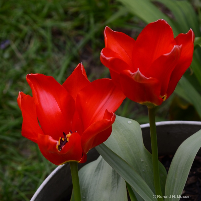 tulips