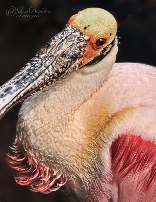 Who Says Spoonbills are Funny-looking?