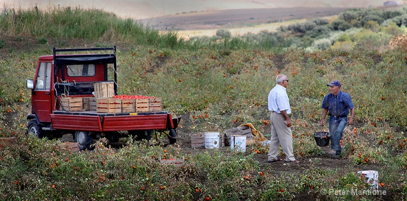 Tomatoe Seller