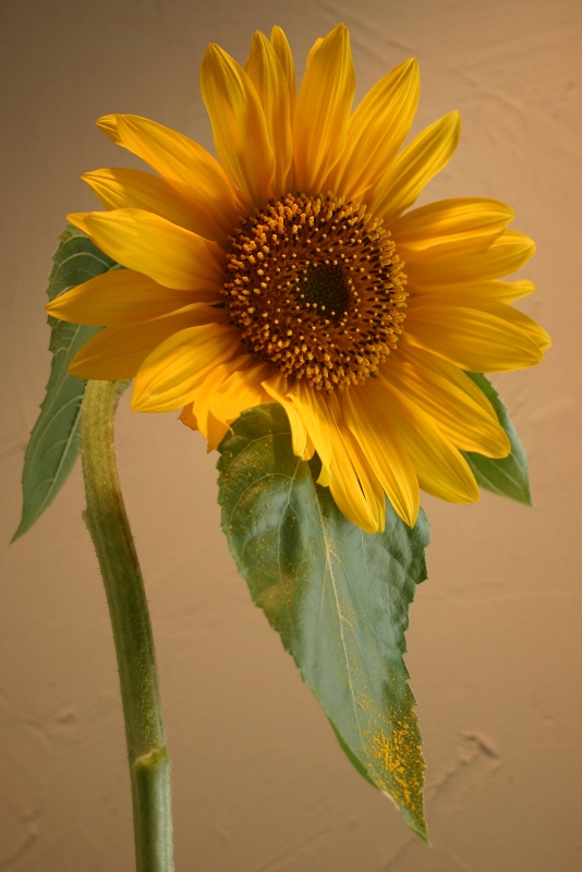 sunflower original
