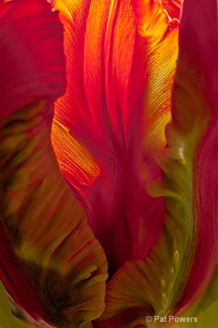 Grand Tulip - ID: 11564796 © Pat Powers