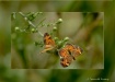 coppery flutterby...
