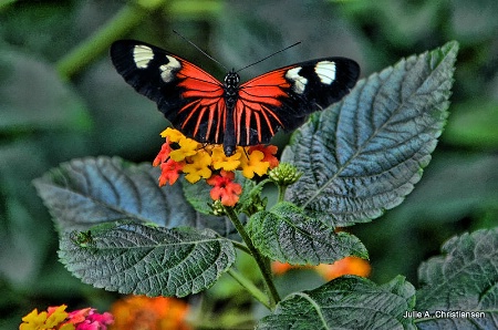 Pretty Butterfly.........
