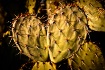 Prickly Pear cact...