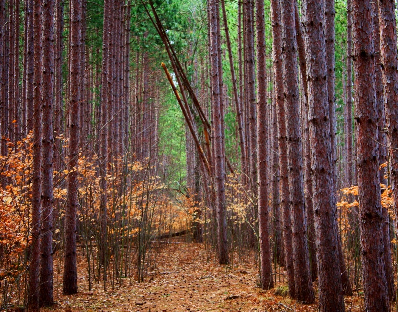 forest cathedral