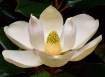 Magnolia Grandifl...