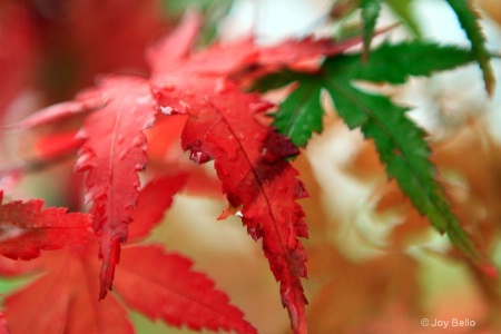 red & green maple leaves