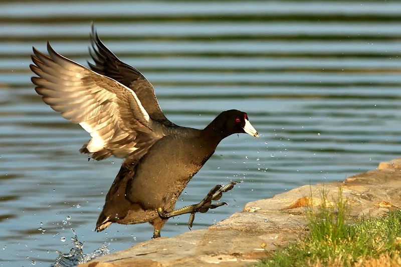 The American Coot