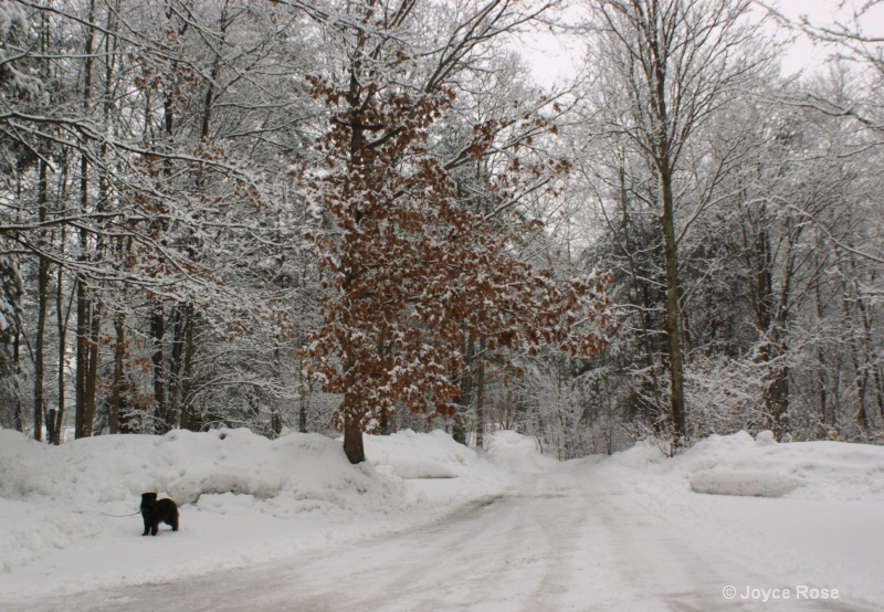 Black Dog on White Winter Drive