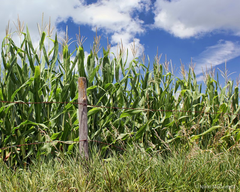 Corralled Corn