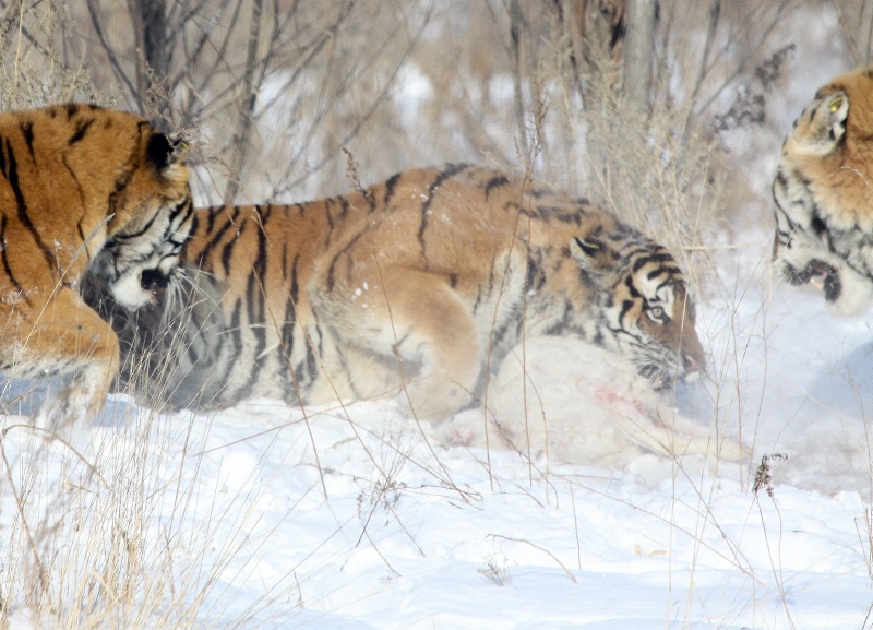 Tiger Time Repast Ferocity           8626 - ID: 11568134 © DEBORAH thompson