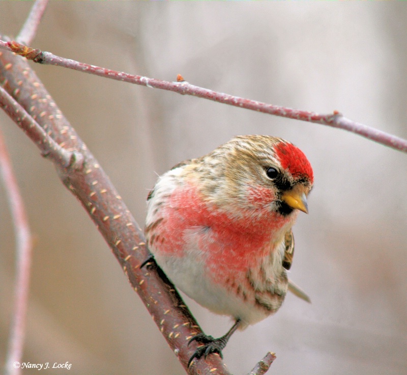  Male Redpoll