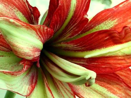 Unknown Hybrid Amaryllis