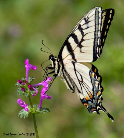 First Butterfly