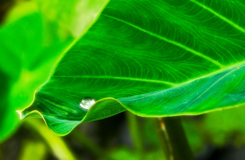 Water drop on big leaf