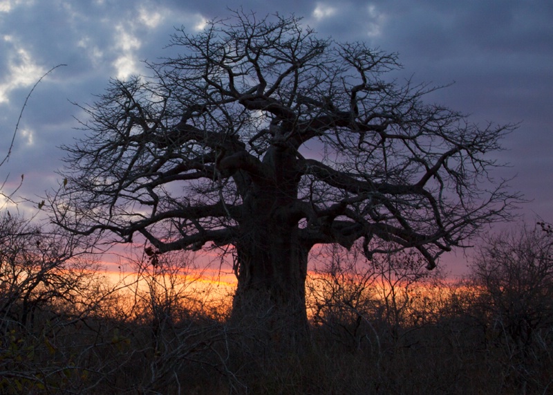 Baobab Sunset