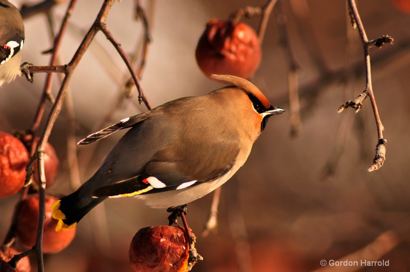 Bohemian Wax Wing