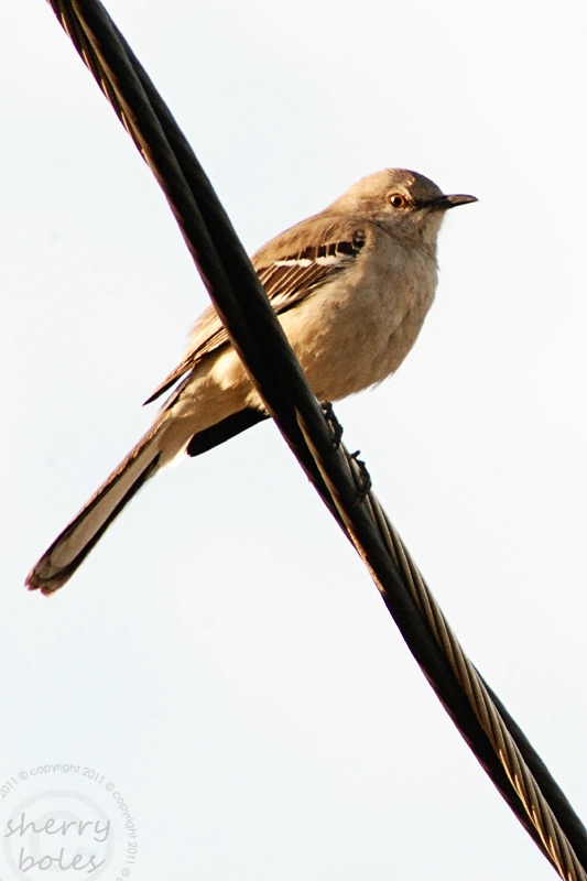 mockingbird