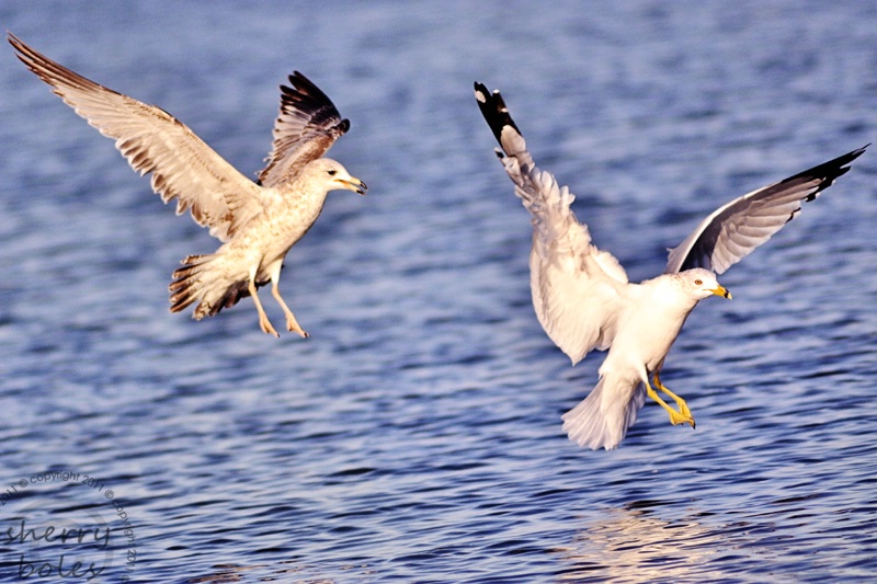 the chase