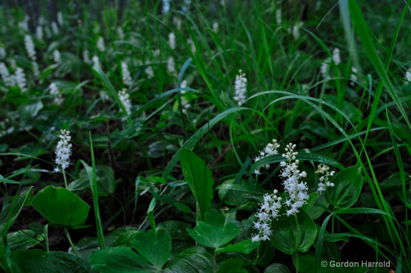 Unknown Taiga Flower