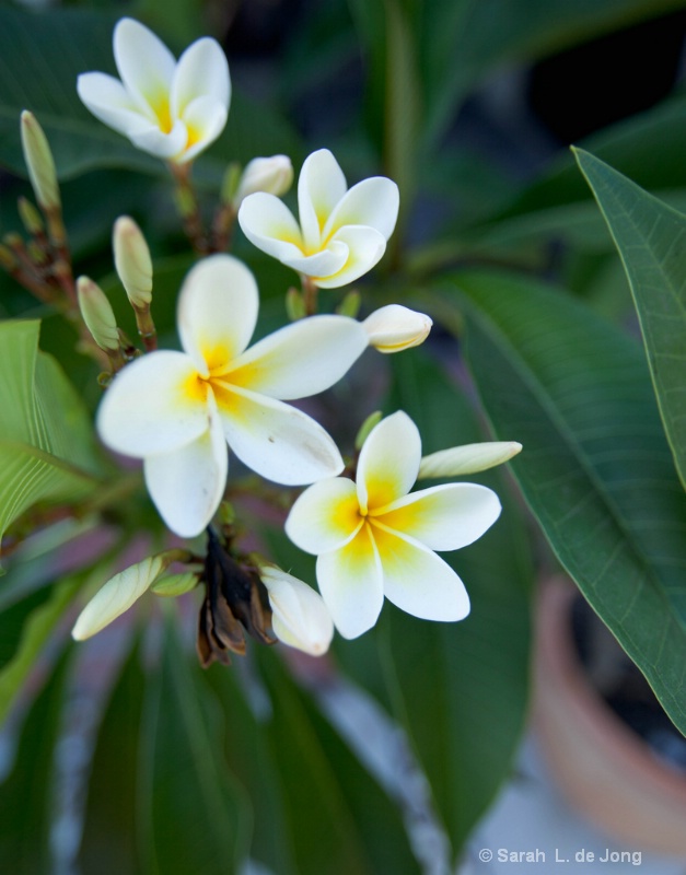 frangipani