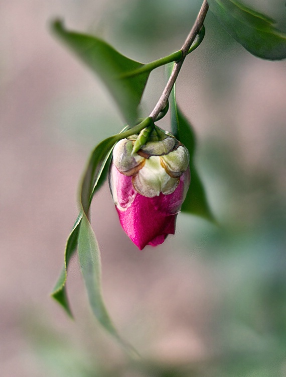 Camellia Bud