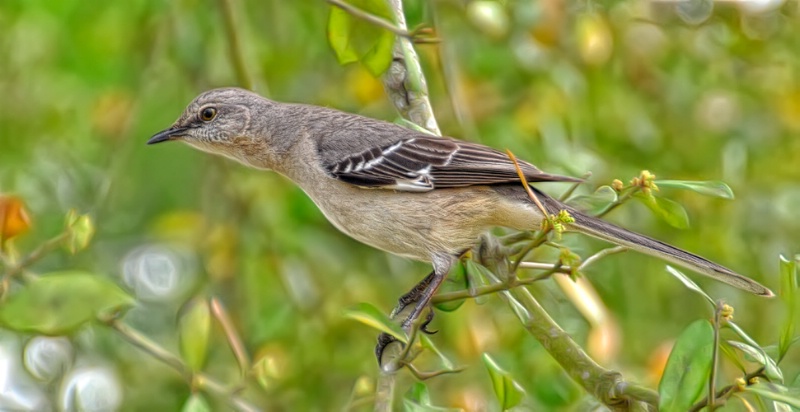 Mockingbird