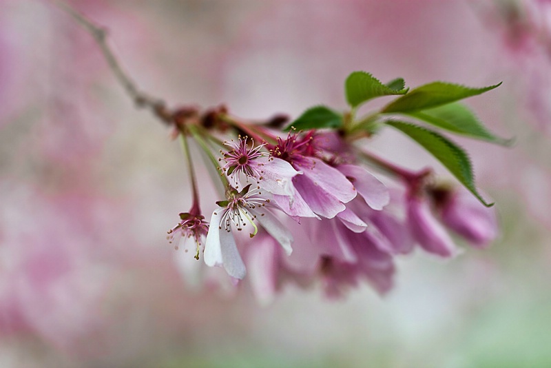 Spring Blossoms