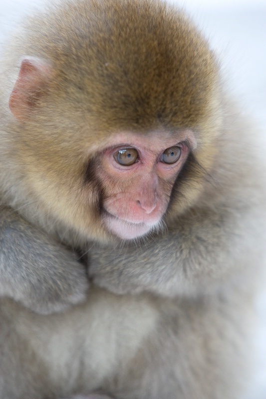 Adorable Snow Monkey Baby