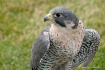 Peregrine Falcon