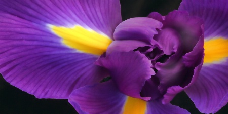 iris detail