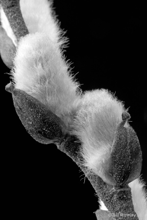 Pussy Willow Buds