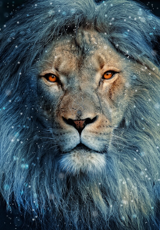Lion In Winter