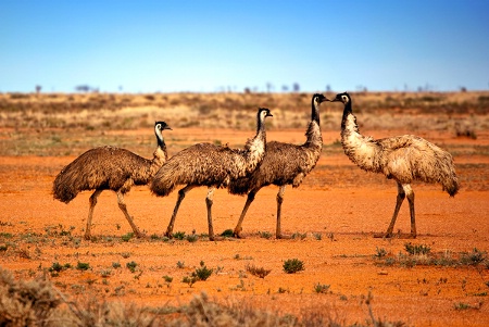 Emus